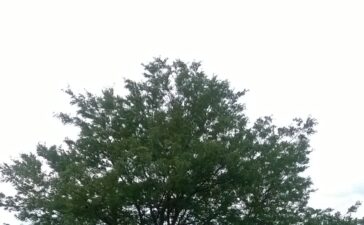 2016-07-24_5795540b969f6_WP_20160723_15_55_16_Pro